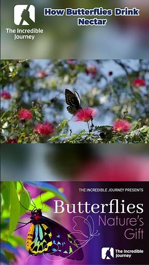 Unveiling the Magic: How Butterflies Drink Nectar! 🌼🦋