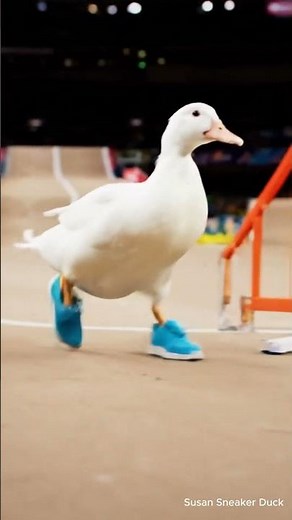 Real Life Speedrun #duck #cute