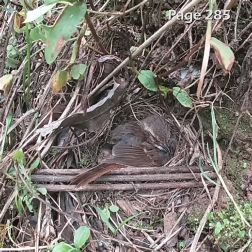 4.9M views · 35K reactions | Review bird daily life in nest, mother bird and baby bird life P130 #birdlovers #motherbird #babybird #relax #birdsounds #birdphotography #holiday #birdnest #birdsofinstagram #bird #birdlife #nature #naturelover #reviewbirdnest #birdwatching #wildlife #viralvideo #lifewithbirds #birds | Page 285 | Facebook