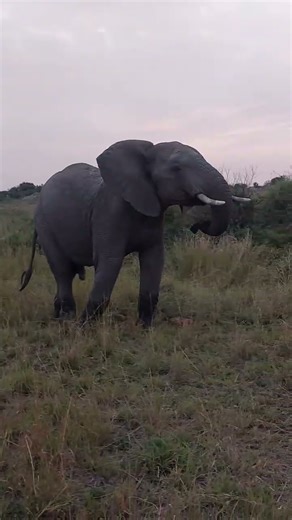Up Close and Personal with Majestic Elephant in Africa! #wildlife
