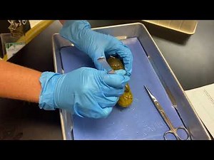 Pickle Dissection Lab