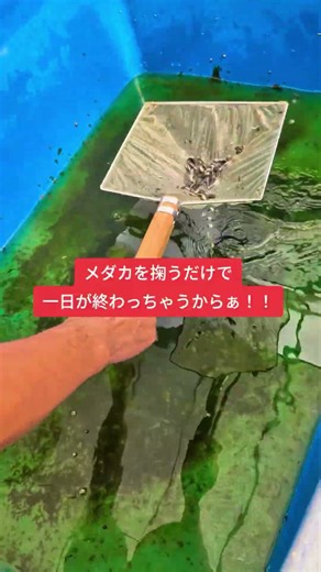 飼育容器を綺麗にします！ #熊本 #アクアリウム #shorts