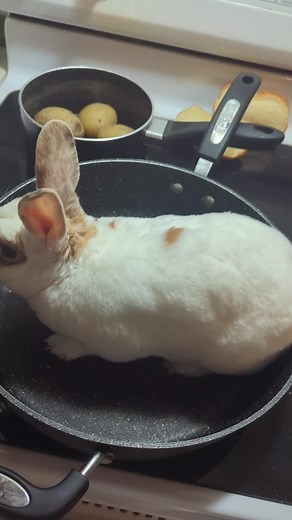 #bunny #bunnybunnybunny #trend #fyp #popular