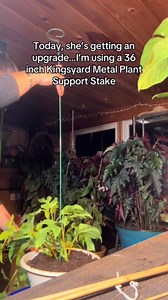 Kingsyard 16 Inch Plant Support Stakes - 10 Pack, 4.5mm Thick All Metal Garden Plant Stakes for Outdoor Plants Single Stem Flowers Dahlia Lily Rose Peony Hydrangea Tomatoes Sunflower Gladiolus