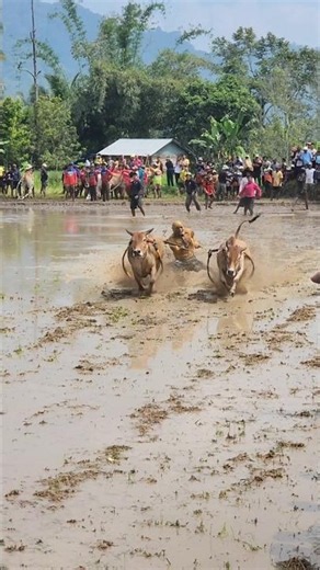 Pacu Jawi Story‼️ The Wild Bull Race from West Sumatra, Indonesia 🇮🇩 | Traditional Mud Sport #shorts
