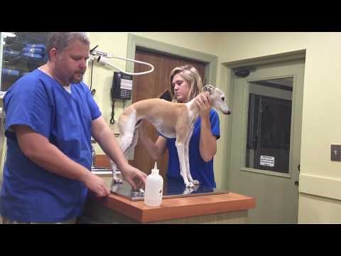 How to Give Your Dog an Injection at Home