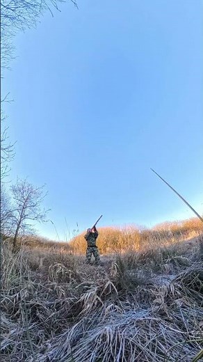 Pheasant hunt #pheasants #pheasanthunting #fasan #jagt #hunting #fællesjagt