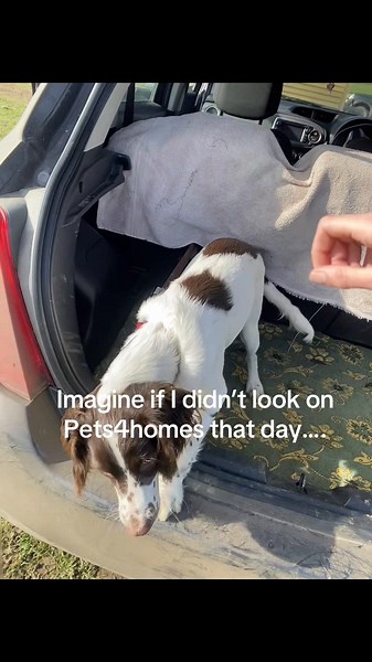 My Bestfriend: A Springer Spaniel's Journey