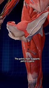 52K views · 695 reactions | Pelvic Floor: Your Body's Unsung Hero  ....