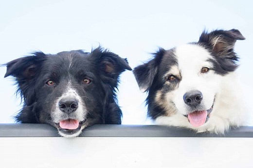 Ready for a second dog? Essential guide to multi-pet success