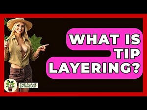 What Is Tip Layering? - The Plant Enthusiast