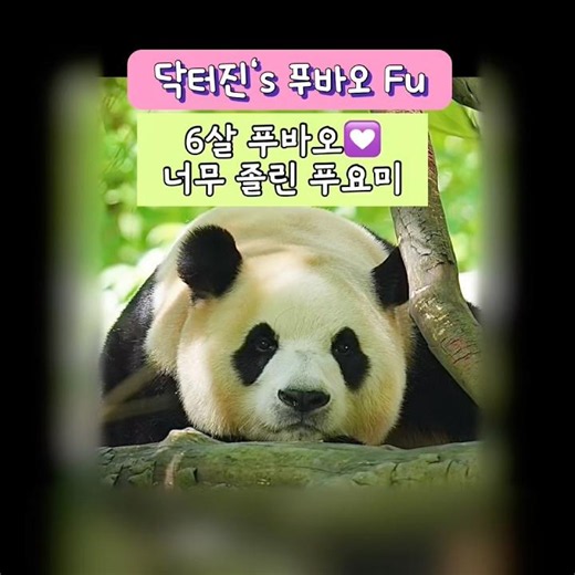 닥터진‘s 푸바오 Fubao💟햇살 가득한 오후☀️ 귀여운 하품과 기지개🌼행복 뿜뿜🌈