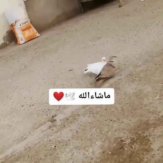 #Shoqin_log #kabootarbazz #kabutarparwari #tranding