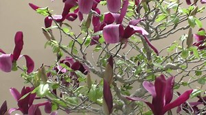 341K views · 24K reactions | Magnifique bonsaï  Le Magnolia à fleurs de lis Artiste: Mitsuo Nakano  L’obtention d’un tel arbre nécessite des centaines d’heures de travail. | Nature & Découverte | Facebook