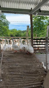 1.1K reactions · 105 shares | Contractor pa nga  | Agri Engr Trish | Facebook