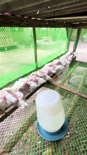 Broiler Chicken Farming Techniques for Beginners