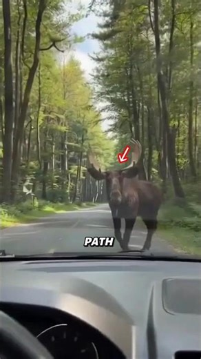 POV: A Moose Suddenly Blocks the Road!