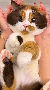 The fluffiest cat we ever did see😻 | Everyday Life