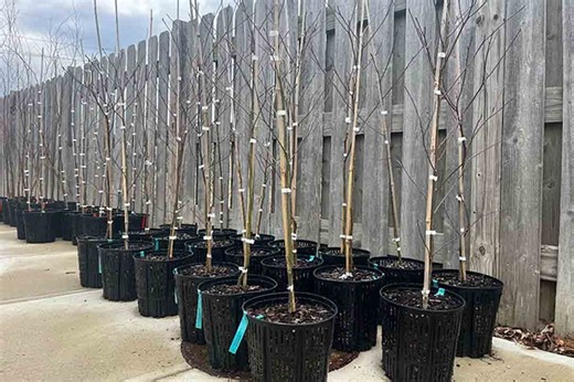 Carmel Clay Parks & Recreation again offering Invasive for Native Tree Swap