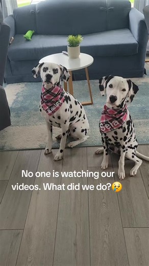 #sad #algorithm #dogs #dogmom #ilovemydog #dogsofcanada