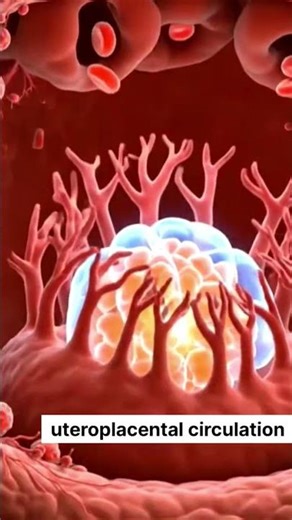 Second week embryo development #implantation #uteroplacental #circulation #animation #itsmeissie
