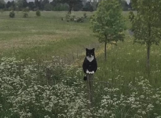 Rises the Moon: Cat Song Lyrics Translation