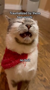 1.2M views · 10K reactions | She needed to sneeze 藍 #cats #catsofinstagram #catstagram #pets #petstagram #petsofinstagram #catlovers #petlovers #funnycats | Aziathecat | Facebook