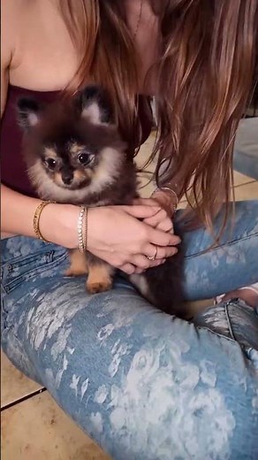 Teacup Pomeranian for Sale Dallas