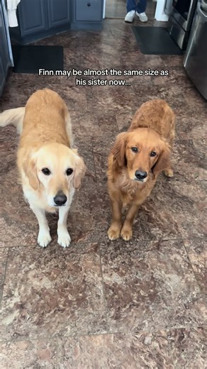 Golden Retriever Siblings: Growing Up Together