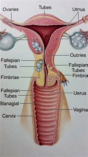 Exploring The Female Reproductive System