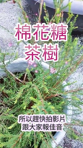 棉花糖茶樹｜花期一輪又一輪｜Melaleuca thymifolia / 百里香葉白千層