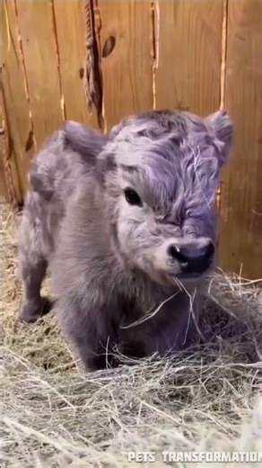 Tiny to Giant Animals 🐟🐄🐇 | Fish, Cow & Rabbit Transformation #animal #pets #ytshorts #trending #ai