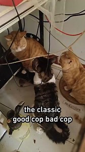 1.2M views · 41K reactions |  Always the ginger cat | 9GAG Cute | Facebook