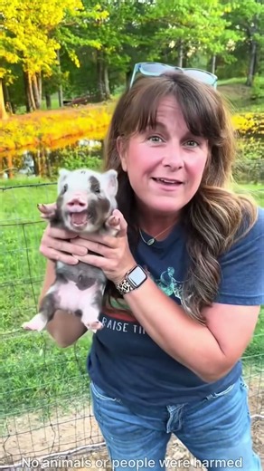 These Pigs Are Too Cute & Funny! 🐷😂❤️ | Cutest Pig Moments #shorts