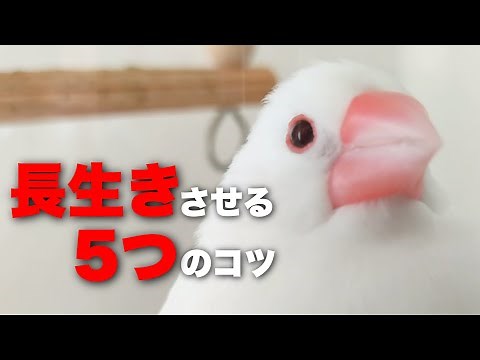 5 tips to make Java sparrows live longer.