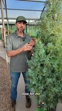 The Prettiest Privacy Tree in the South