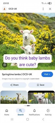 do you like baby lambs?