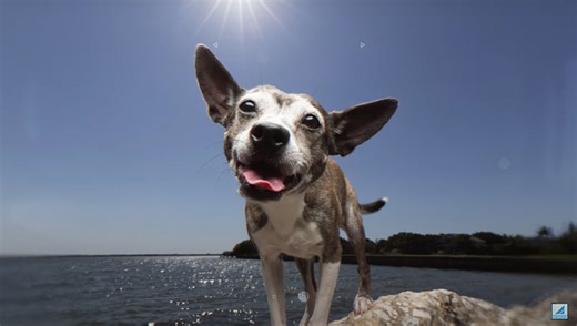 How to Photograph One-Light Pet Portraits