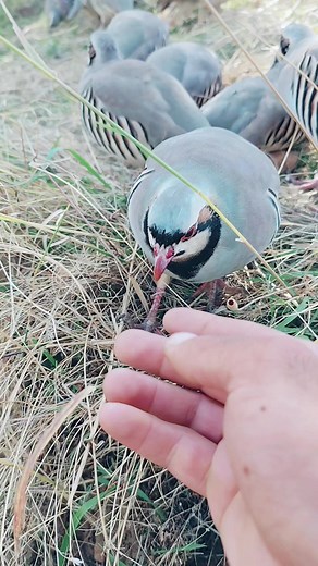 Exploring Pheasant Behavior in Natural Habitat