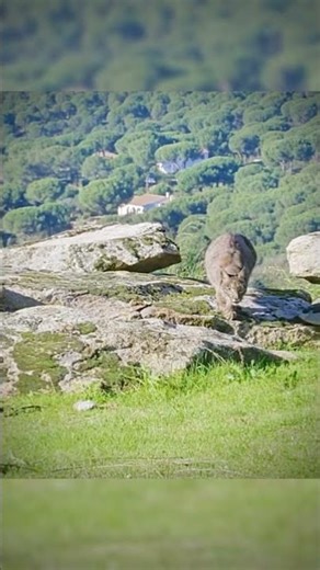 He the rabbit barely escaped! THE ESCAPE MASTER #wildlife #animals #lynx