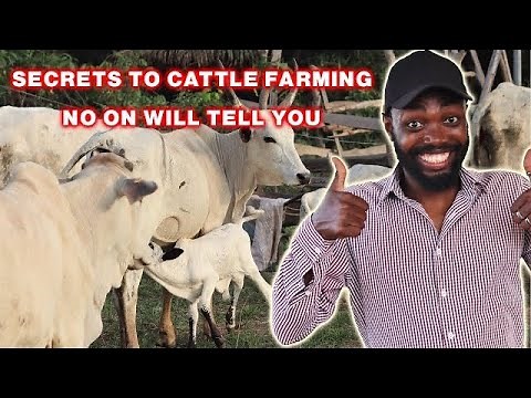 Starting A Cattle Farm In Northern Ghana; Challenges and Solutions | Farming In Africa