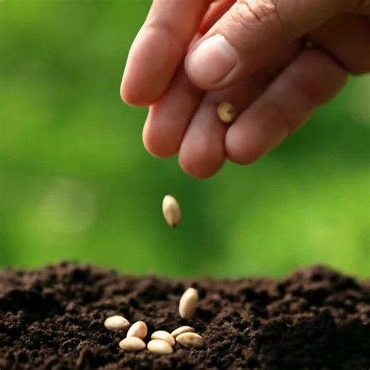 Rare Black Ink Rose Seeds: Non-gmo Heirloom Variety - Etsy