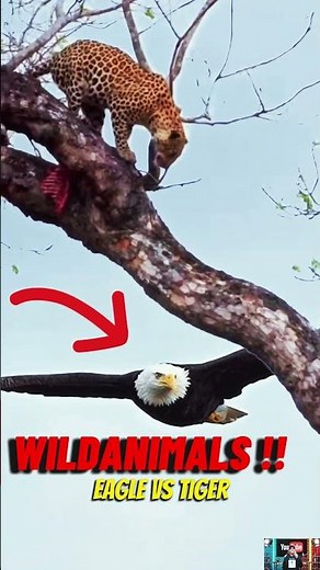 WILDANIMAL !! eagle vs tiger #animals #wildanimals #eagle #tiger