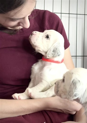 Cutness moments with our puppies of our English Setters FabDogs FCI kennel #fabdogs #englishsetterpuppy #seterangielski #englishsetter #hund