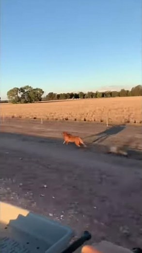 How fast can an Australian Cattle Dog run?