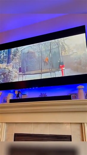 21K views · 850 reactions | Dog’s chasing tails, cat’s chasing dreams!  #GoofyPets #FunnyCats #SillyDogs #PetLaughs #AnimalFun | San Rafael NHS | Facebook