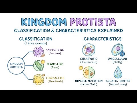 Kingdom PROTISTA classification and characteristics