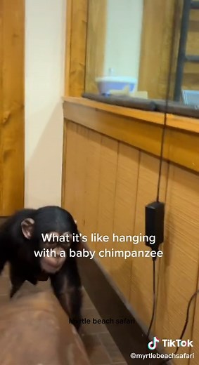 Myrtle Beach Safari on TikTok