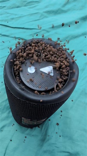 baby shark jbl Bass test