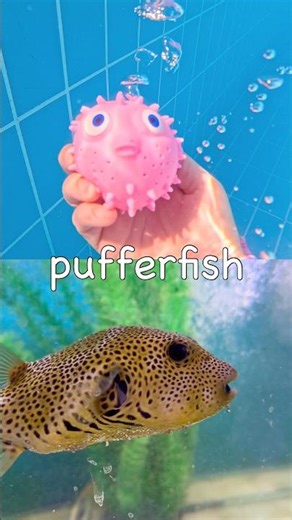 Sink or Float | Kids Learn Sea Animal Names: Pufferfish Seahorse Manatee Whale Zebra Shark